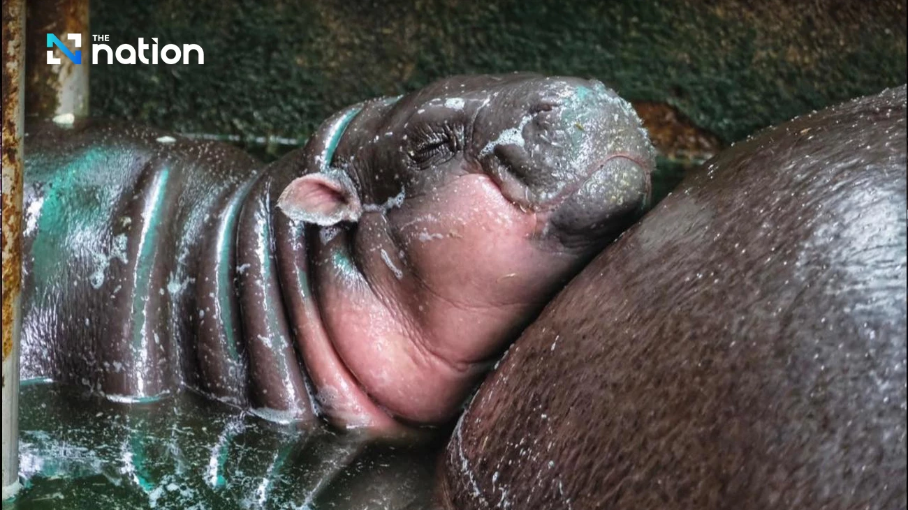 Famous pygmy hippo inspires ‘Moo Deng Makeup’ craze