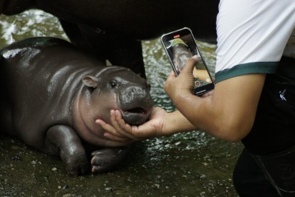 moo deng 270446664 16x9 0 Moo Deng makeup, memes, viral videos: How the world fell in love with a pygmy hippo