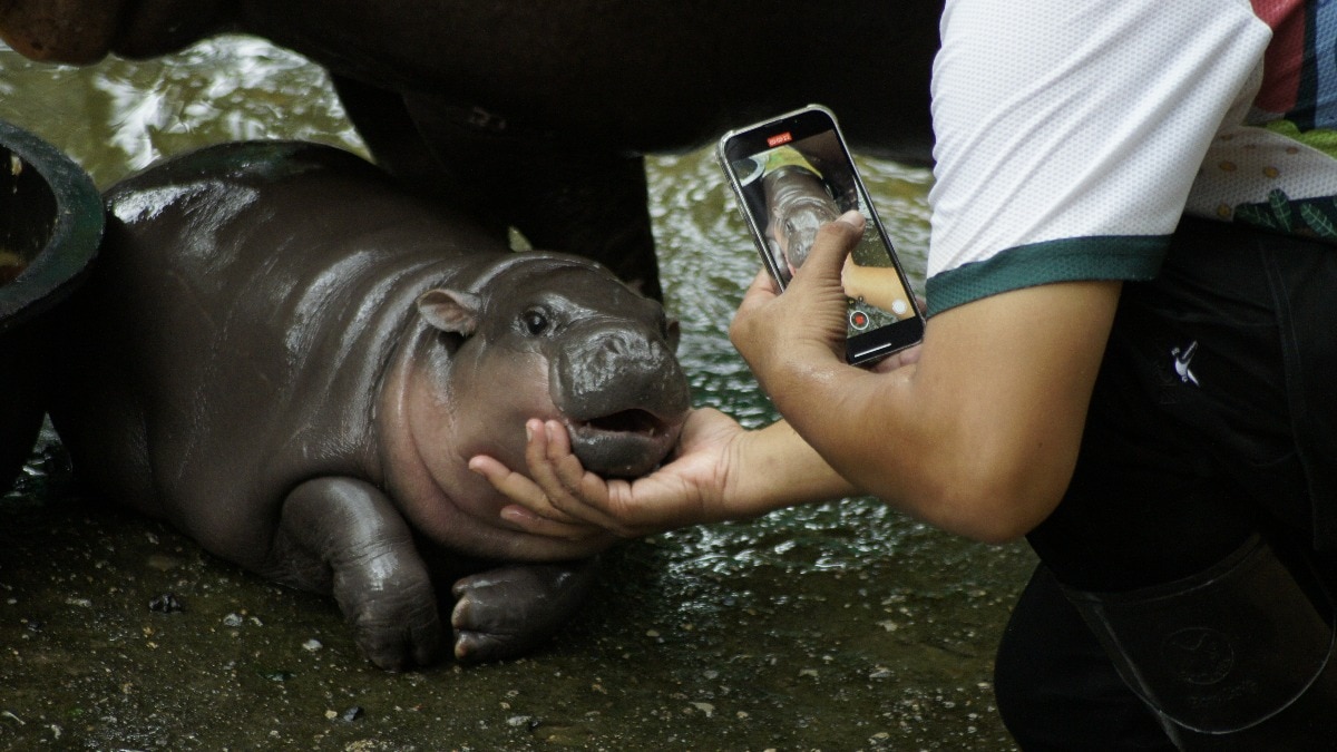 moo deng 270446664 Moo Deng makeup, memes, viral videos: How the world fell in love with a pygmy hippo