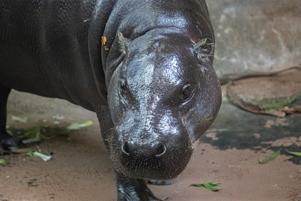 hippostrike Lincoln Park Zoo Hippos Strike, Demand as Much Coverage as Moo Deng