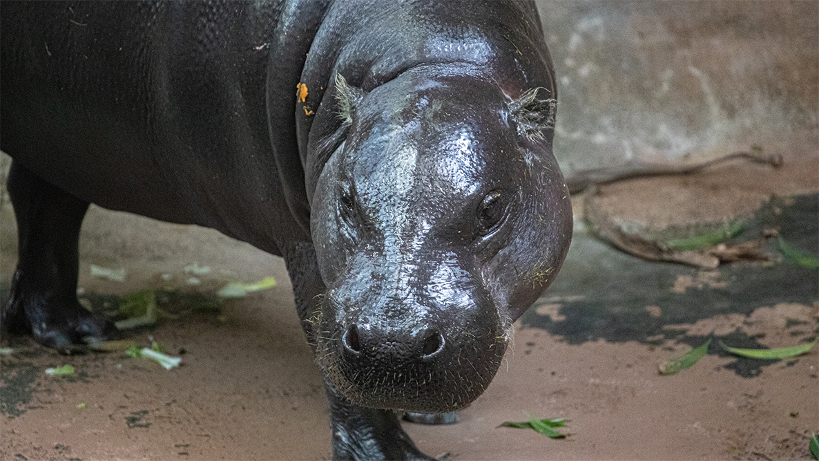 hippostrike Lincoln Park Zoo Hippos Strike, Demand as Much Coverage as Moo Deng